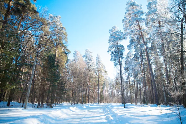 Árvores Cobertas Neve Geada Floresta Inverno País — Fotografia de Stock