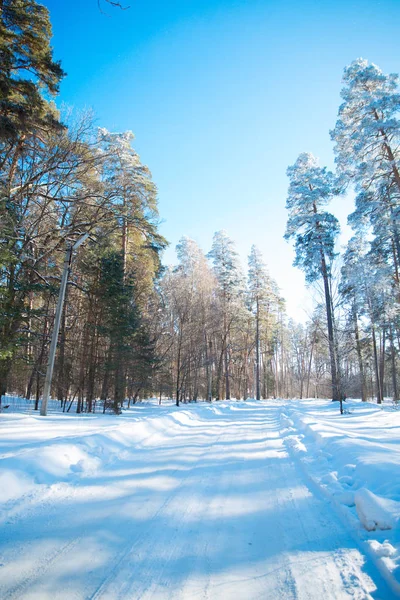 Заснеженные Деревья Морозе Лесу Зима Стране — стоковое фото