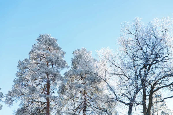 Árvores Cobertas Neve Geada Floresta Inverno País — Fotografia de Stock