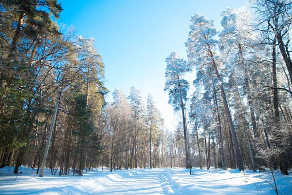 Заснеженные Деревья Морозе Лесу Зима Стране — стоковое фото