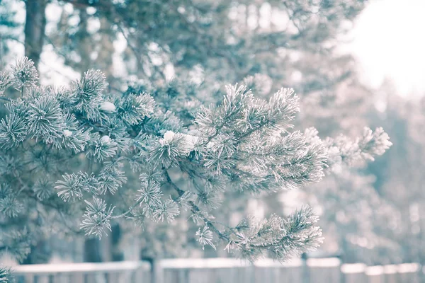 森林里被白雪覆盖的树木在霜冻中 冬天在国家 — 图库照片