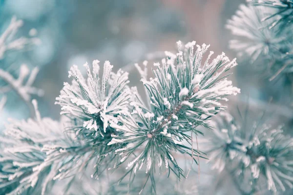 松树分枝在霜冻 冬天圣诞节森林 — 图库照片