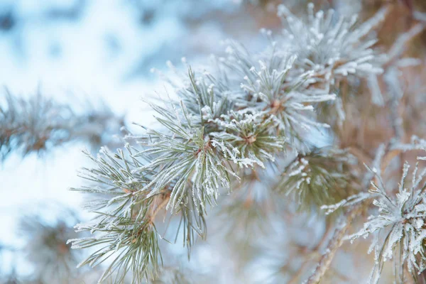 松树分枝在霜冻 冬天圣诞节森林 — 图库照片