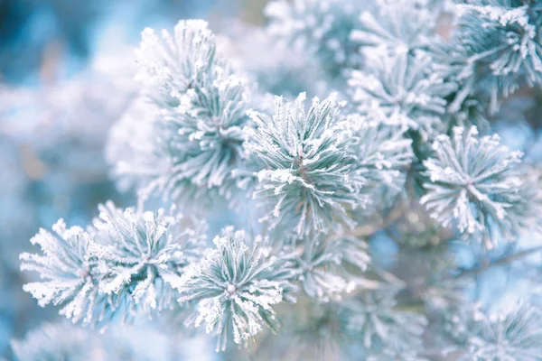 Ramo Pinheiro Geada Inverno Floresta Natal — Fotografia de Stock