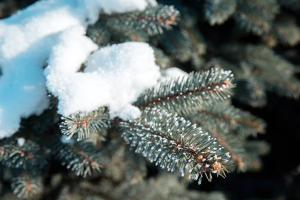 白雪覆盖的蓝色云杉的枝条 冬天森林在圣诞节 — 图库照片