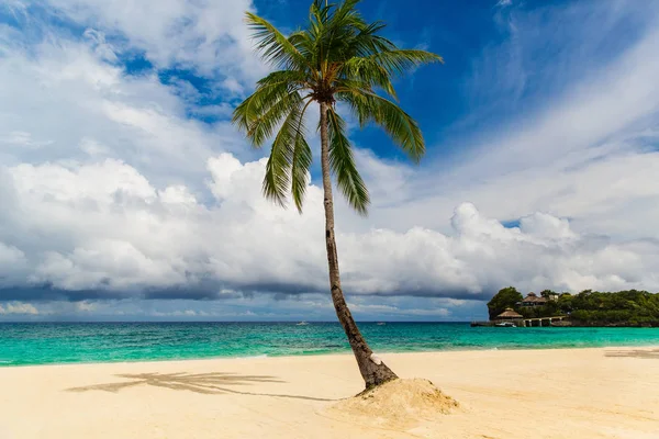 Dream scene. Beautiful palm tree over white sand beach. Summer n