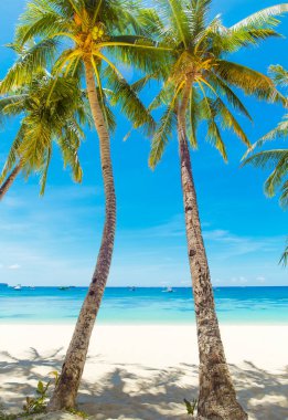 Boracay Adası, Filipinler 'deki güzel tropik plaj manzarası. Hindistan cevizi palmiyeleri, deniz, yelkenli ve beyaz kum. Doğa manzarası. Yaz tatili kavramı.