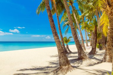 Boracay Adası, Filipinler 'deki güzel tropik plaj manzarası. Hindistan cevizi palmiyeleri, deniz, yelkenli ve beyaz kum. Doğa manzarası. Yaz tatili kavramı.