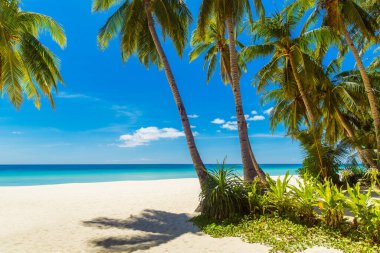Boracay Adası, Filipinler 'deki güzel tropik plaj manzarası. Hindistan cevizi palmiyeleri, deniz, yelkenli ve beyaz kum. Doğa manzarası. Yaz tatili kavramı.