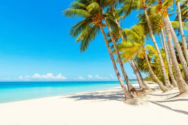 Boracay Adası, Filipinler 'deki güzel tropik plaj manzarası. Hindistan cevizi palmiyeleri, deniz, yelkenli ve beyaz kum. Doğa manzarası. Yaz tatili kavramı.