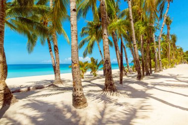 Boracay Adası, Filipinler 'deki güzel tropik plaj manzarası. Hindistan cevizi palmiyeleri, deniz, yelkenli ve beyaz kum. Doğa manzarası. Yaz tatili kavramı.