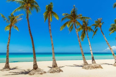 Boracay Adası, Filipinler 'deki güzel tropik plaj manzarası. Hindistan cevizi palmiyeleri, deniz, yelkenli ve beyaz kum. Doğa manzarası. Yaz tatili kavramı.