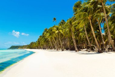Boracay Adası, Filipinler 'deki güzel tropik plaj manzarası. Hindistan cevizi palmiyeleri, deniz ve beyaz kum. Mevsimlik yosunlar çiçek açar. Doğa manzarası. Yaz tatili kavramı.