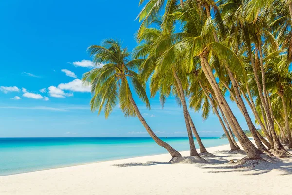 菲律宾博拉凯岛上美丽的热带海滩景观 椰子树 帆船和白沙 自然景观 暑假的概念 — 图库照片