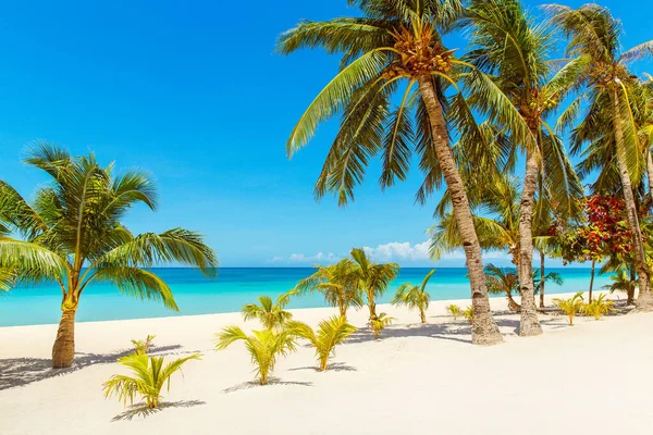 Boracay Adası, Filipinler 'deki güzel tropik plaj manzarası. Hindistan cevizi palmiyeleri, deniz, yelkenli ve beyaz kum. Doğa manzarası. Yaz tatili kavramı.