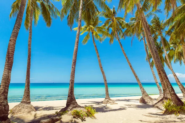 Beau Paysage Plage Tropicale Sur Île Boracay Philippines Cocotiers Mer — Photo