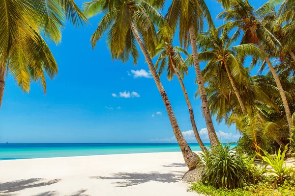 Krásná Krajina Tropické Pláže Ostrově Boracay Filipíny Kokosové Palmy Moře — Stock fotografie