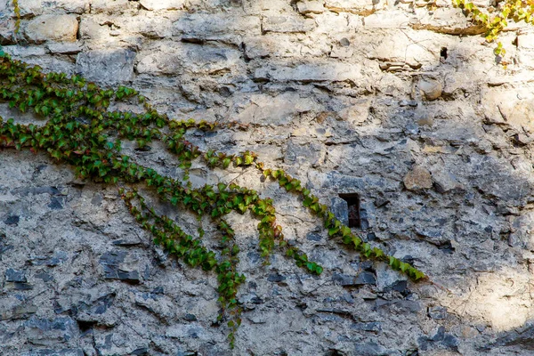 Old Ivy Covered Wall Stone House Street Varenna Small Town — Stock Photo, Image