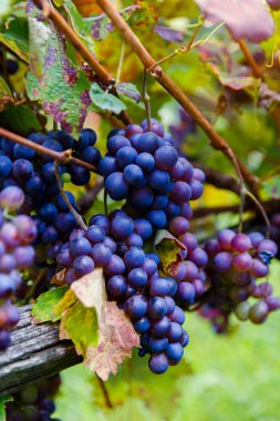İtalya 'nın küçük Chiavenna kasabası yakınlarındaki üzüm bağları Alpler arasındaki bir vadide..