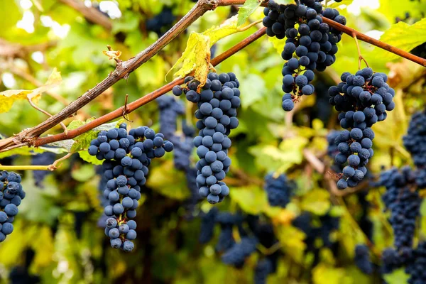 Beaujolais Beaujolais Nouveau France Agriculture Alcohol Bourgogne Berries Drink Bunch — 图库照片