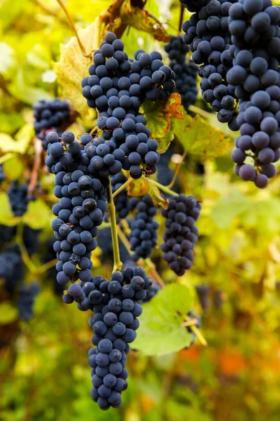 Racimos Negros Rojos Pinot Noir Uvas Que Crecen Viñedo Con — Foto de Stock