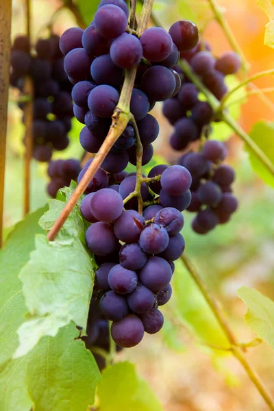 Racimos Negros Rojos Pinot Noir Uvas Que Crecen Viñedo Con — Foto de Stock