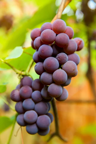 Zbliżenie Czerwonych Czarnych Kiści Pinot Noir Winogron Rosnących Winnicy Zamazanym — Zdjęcie stockowe