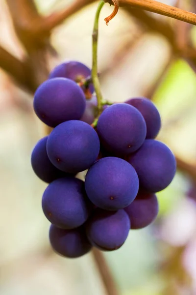 Zbliżenie Czerwonych Czarnych Kiści Pinot Noir Winogron Rosnących Winnicy Zamazanym — Zdjęcie stockowe
