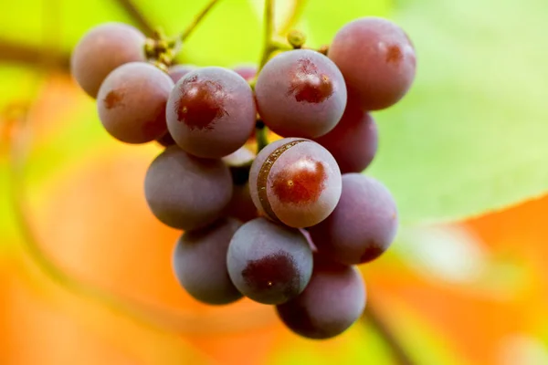 Close Red Black Bunches Pinot Noir Grapes Growing Vineyard Blurred — Fotografia de Stock