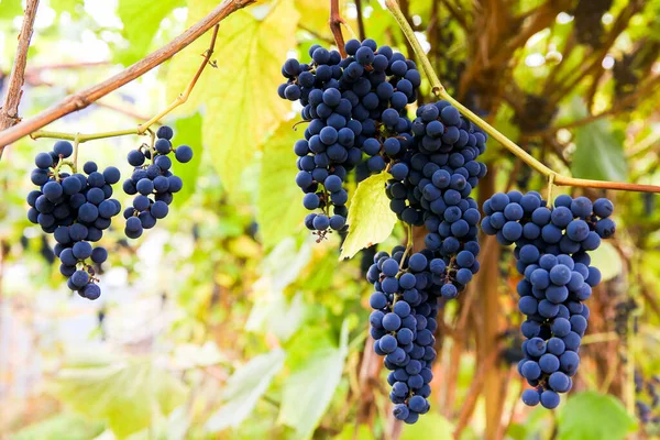 Racimos Negros Rojos Pinot Noir Uvas Que Crecen Viñedo Con — Foto de Stock