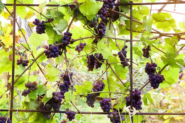 Des Grappes Rouges Noires Pinot Noir Poussant Dans Vignoble Avec — Photo