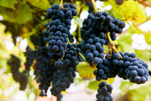 Racimos Negros Rojos Pinot Noir Uvas Que Crecen Viñedo Con — Foto de Stock