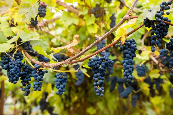 Racimos Negros Rojos Pinot Noir Uvas Que Crecen Viñedo Con — Foto de Stock