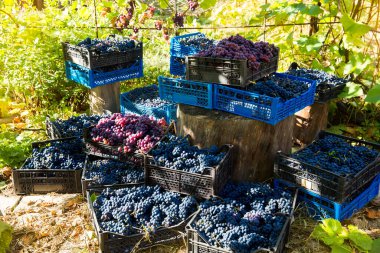 Grape harvest in the vineyard. Red and black clusters of Pinot Noir grapes collected in boxes and ready for wine production. clipart