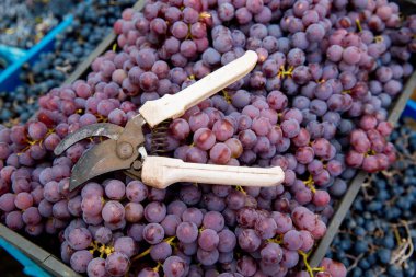 Üzüm bağında üzüm hasadı. Bahçe makası, kırmızı ve siyah Pinot Noir üzümlerinin üzümlerini toplamak için kutularda toplanır ve şarap üretimine hazır hale getirilir..