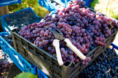 Üzüm bağında üzüm hasadı. Bahçe makası, kırmızı ve siyah Pinot Noir üzümlerinin üzümlerini toplamak için kutularda toplanır ve şarap üretimine hazır hale getirilir..