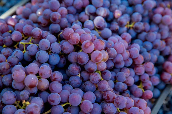 Colheita Uvas Vinha Close Cachos Vermelhos Pretos Uvas Pinot Noir — Fotografia de Stock