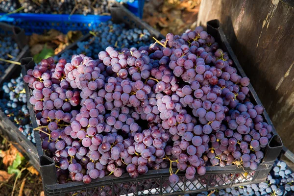 Üzüm Bağında Üzüm Hasadı Kutularda Toplanmış Kırmızı Siyah Pinot Noir — Stok fotoğraf