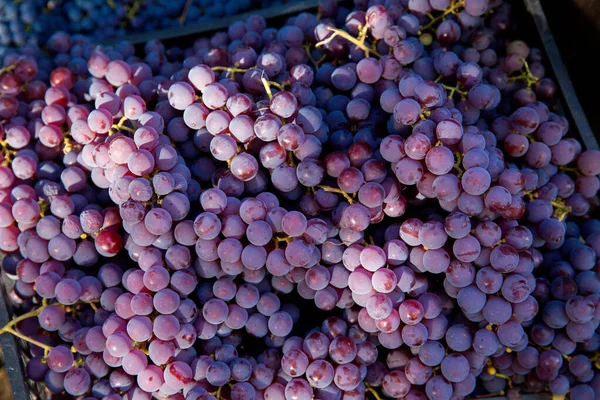 Colheita Uvas Vinha Close Cachos Vermelhos Pretos Uvas Pinot Noir — Fotografia de Stock