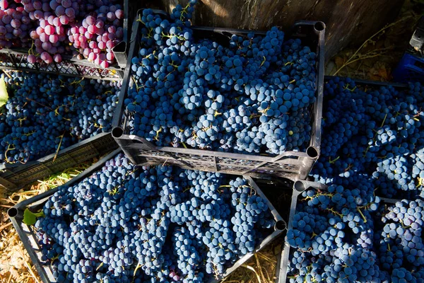 Üzüm Bağında Üzüm Hasadı Kırmızı Siyah Pinot Noir Üzümleri Kutularda — Stok fotoğraf