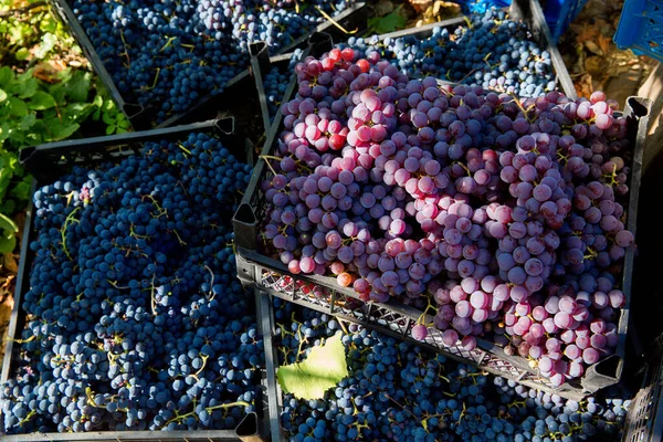 Colheita Uvas Vinha Clusters Vermelhos Pretos Uvas Pinot Noir Recolhidas — Fotografia de Stock