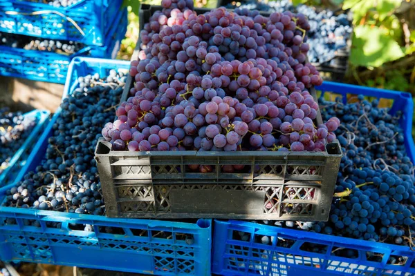 Colheita Uvas Vinha Clusters Vermelhos Pretos Uvas Pinot Noir Recolhidas — Fotografia de Stock
