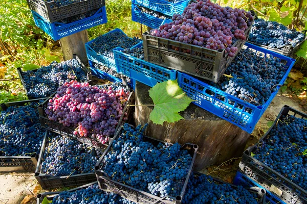 Cosecha Uva Viñedo Clústeres Rojos Negros Uvas Pinot Noir Recogidos — Foto de Stock