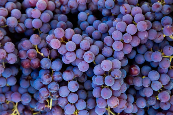 Colheita Uvas Vinha Close Cachos Vermelhos Pretos Uvas Pinot Noir — Fotografia de Stock