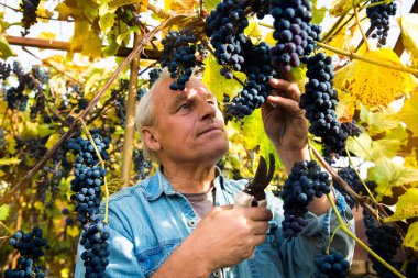 Grape harvest in the vineyard. A man removes clusters of black Isabella grapes from a vine. clipart