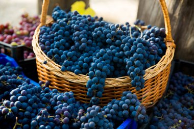 Üzüm bağında üzüm hasadı. Kutularda toplanmış kırmızı ve siyah Pinot Noir üzümü kümeleri şarap üretimine hazır..