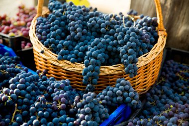 Üzüm bağında üzüm hasadı. Kutularda toplanmış kırmızı ve siyah Pinot Noir üzümü kümeleri şarap üretimine hazır..
