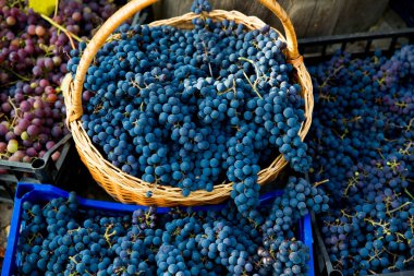 Üzüm bağında üzüm hasadı. Kutularda toplanmış kırmızı ve siyah Pinot Noir üzümü kümeleri şarap üretimine hazır..