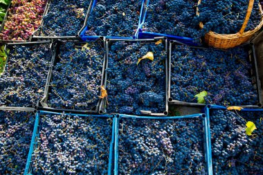 Grape harvest in the vineyard. Close-up of red and black clusters of Pinot Noir grapes collected in boxes and ready for wine production. clipart