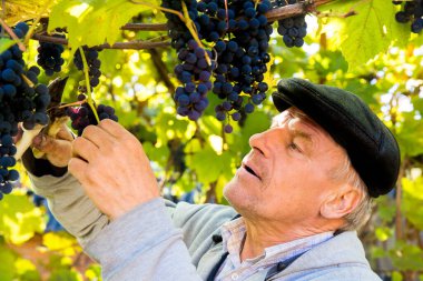 Grape harvest in the vineyard. A man removes clusters of black Isabella grapes from a vine. clipart